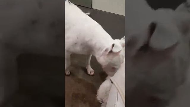 Мальтезе и питбуль смотреть онлайн