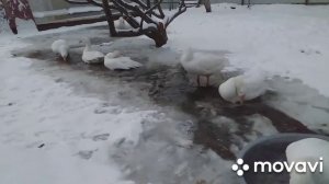 Содержание гусей и уток .