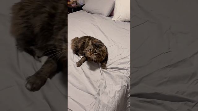 Gonna hit ya with the double spin!  #mainecoon #cat #funnycatvideos #kitten #funnycats #catlover