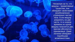 “Озеро медуз”. 10 интересных фактов о медузах - древнейших жителях земли