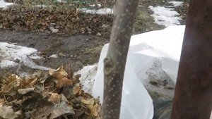 Зимовка хурмы в Поволжье 20-21 г.