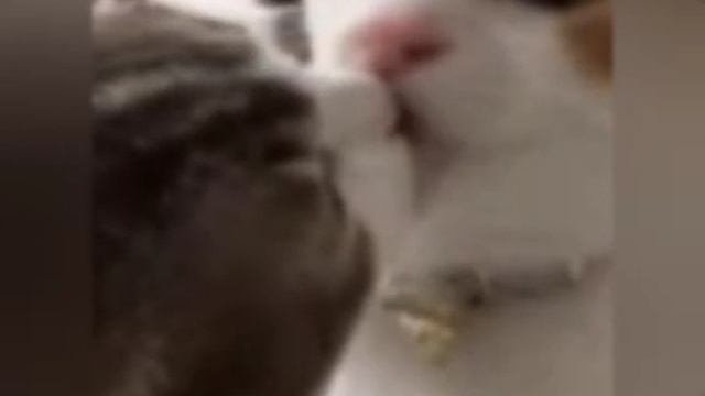 милые котики