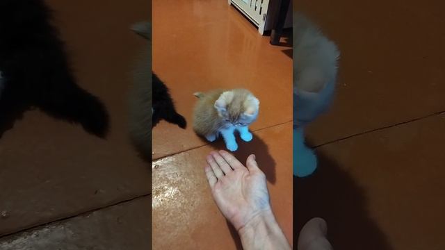 Дай лапу 🐾🐈💪👍🐱