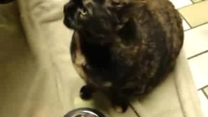 Кошка рычит как двигатель суперкара