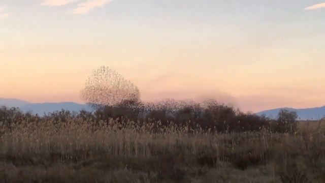 Стая скворцов спасается от ястреба смотреть онлайн