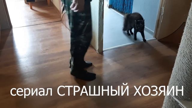 Наши будни. Первые ГРИБЫ у нас в доме. Грибной суп и маслята в маринаде. Кошки наша радость. смотреть онлайн