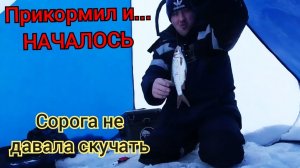 ПРИКОРМИЛ  лунки и...НАЧАЛОСЬ. Ловля СОРОГИ на тесто зимой..mp4