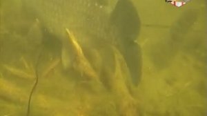 Подводная охота. Подмосковные пруды.