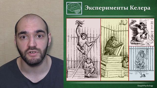 Когнитивная психология мышления #79. Гештальтпсихология мышления и эксперименты Келера
