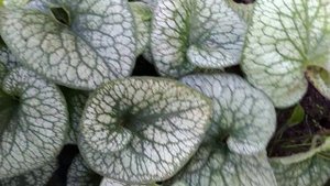 Бруннера Александр Грейт