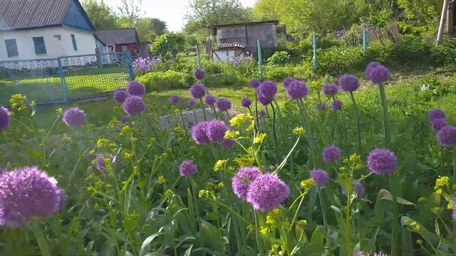 Рокамболь цветёт 7 Rocambol blooms