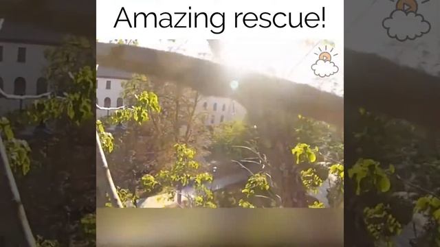 Удивительное спасение маленьких котят смотреть онлайн