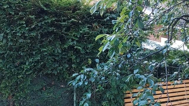 Heckenschere von Einhell GE-CH 1846 Li-Solo смотреть онлайн