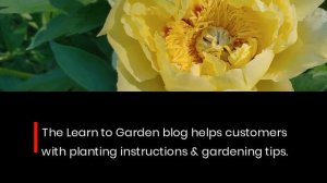 Peony Growing Specialists, Gilbert H Wild, Offer Perennial Expertise on Hostas, Daylilies, & Irises