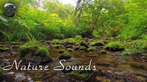 Звуки спокойной лесной реки и щебетание далеких птиц / Звуки природы для отдыха