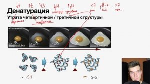 Денатурация белков | Биология ЕГЭ