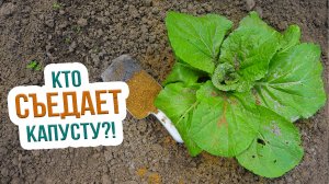 Вредители капусты и борьба с ними. Защита и профилактика капусты от вредителей