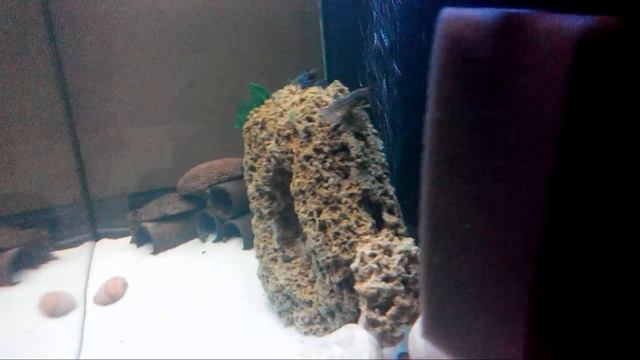 кубинские раки смотреть онлайн