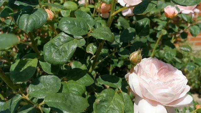 English Rose Garden Tour Queen of Sweden смотреть онлайн