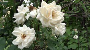 Rosa ´Ilse Krohn Superior´