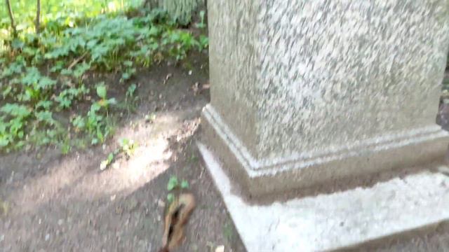 Павловский парк смотреть онлайн