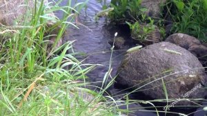 КРАСИВЫЙ Лесной Ручей Журчание воды со Звуками природы ПОСЛУШАЙТЕ ПРИРОДУ и пение птиц