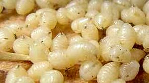 Как заготовить и хранить личинку репейной моли?