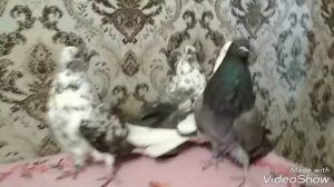 Обзор вновь приобретённых голубей. Николаевские голуби 🕊️