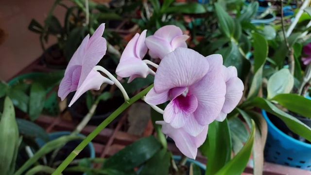 Our Orchid Farm in Thrissur - Plants - Kotta Orchids #orchid #thrissur #koode #araro смотреть онлайн