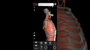 Мышцы Шеи Диафрагма Поясница | Массаж