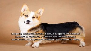 Как ухаживать за корги: содержание в квартире