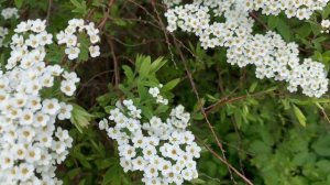 Нежное облако спиреи Тунберга