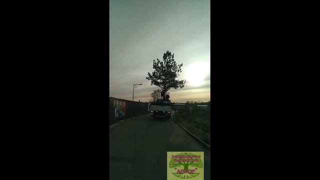 КРУПНОМЕРЫ. Пересадка взрослых сосен. смотреть онлайн