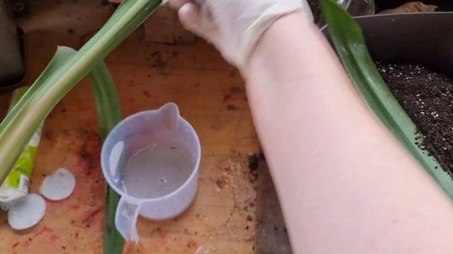 пересадка гиппеаструма Denver после укоренения в мелком горшке в 15 литров смотреть онлайн