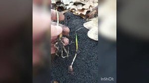 Как отличить черемшу от ядовитой чемерицы