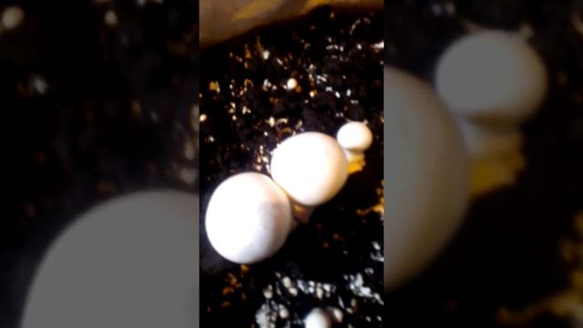 Выращивание шампиньонов в домашних условиях (грибная коробка)