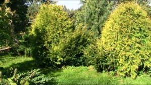 Тис для холодного климата - хорошо зимует, растет кустом