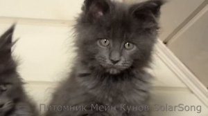 Котята Мейн Кун, 2 месяца. Питомник SolarSong