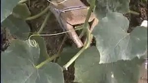 Огурцы Литл Лиф. Семена почтой http://фечшоп.рф