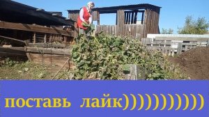 СОСЕДИ НЕ  СПАЛИ  ПО  НОЧАМ....ГДЕ  КАПУСТА ,  КАК  КАРТОШКА