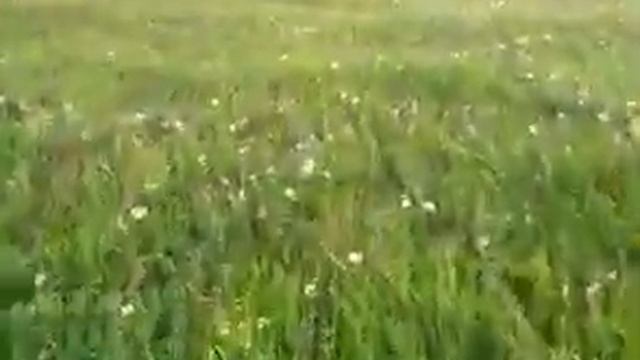 птенец чайки 2 смотреть онлайн