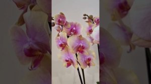 Новинки в коллекции.  Фаленопсисы: Сара Бланш и две румяные красотки "no name".