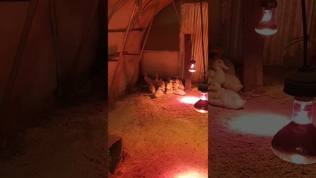 Черри Велли утята зимой в теплице