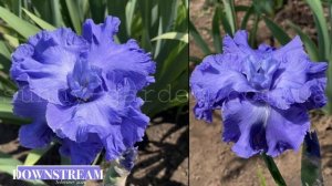 Вальс в исполнении шестифолых ирисов!