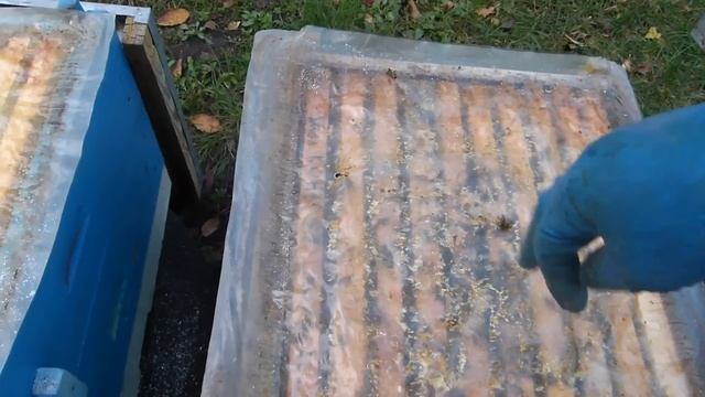 Ошибки начинающих пчеловодов после которых опускаются руки и пропадает желание заниматься пчелами .