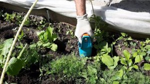 На одной грядке с огурцами. Смешанные посадки продолжение - сажаем огурцы, снимаем урожай №2