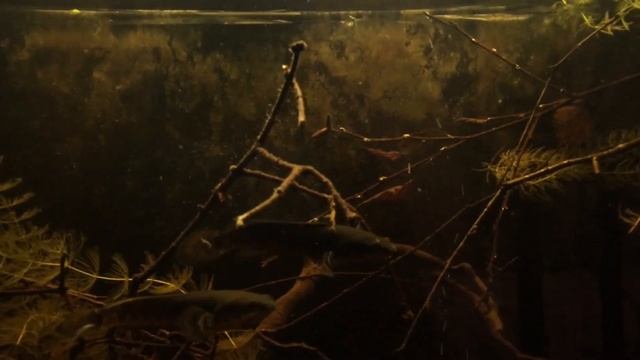 Змееголов VS петушок. Что будет если к змееголову закинуть петушка! Channa pulchra