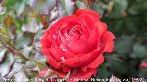 Сравнение и обзор шести сортов красных флорибунд.