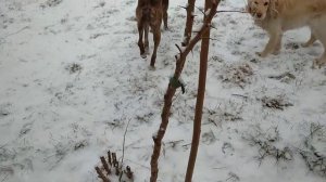 УШИБ У СОБАКИ! всё ли плохо?