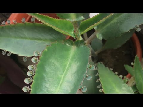 Пересадка чудовищного каланхоэ. 6XyD7ZZp-s4 смотреть онлайн